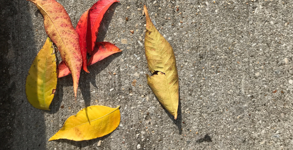 leaves on concrete